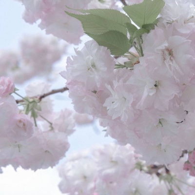 兽设国风设计灵感兽圈群